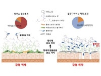 항생제 없이 장내 미생물 활용해 콜레라균 물리친다