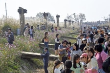 하늘공원 억새축제