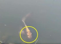 中 연못서 사람 얼굴 가진 물고기 발견.. 정체는? [헉스]