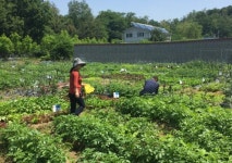 구로구, 주말농장 가꿀 도시농부 모집...2월10일까지