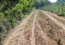 춘천국유림관리소,  무단점유지 국유림 8천㎡ 복구한다