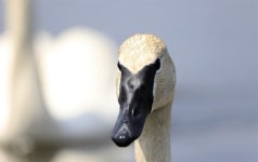 [단독] 골프장에 날아든 고니…한진家-골프장, 소유권 분쟁 가나