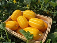 50년 맞은 성주참외, 경북 넘어 국가대표로 [코로나 극복의 희망 지역 특산물 ]