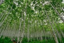 국내 최고 명품숲 인제 자작나무숲...내달 1일 개방
