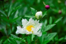 [포토뉴스] 시흥 영모재 작약 만개