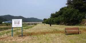 양평 경기행복마을관리소 청운면 행복꽃밭 선사