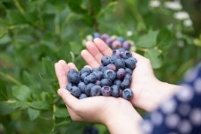 제이드가든 수목원, 유기농 블루베리 수확 체험