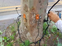 인천 연수구, 대형 노후 가로수 안전진단 실시