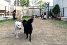 책읽고 레고하면 반나절 훌쩍, 아이들 천국.. 목줄 풀고 신나게 달려보자, 강아지 휴양지 [Weekend 라이프]