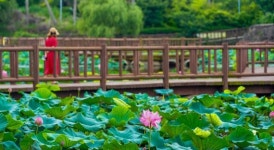 [fn포토] 제주시 하가 연화못에 연꽃이 피었다