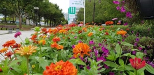 안양시 “평촌중앙공원 계절별 힐링꽃밭 조성”