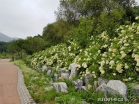 [포토뉴스] 군포 초막골생태공원 나무수국