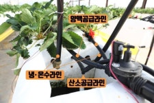 농진청, 사계절하우스 생산 토마토 첫 출하·평가