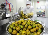 화천 농산물 가공생산...농가소득 효자“톡톡”