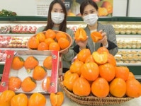 하나로마트, 크기와 맛이 두 배인 대봉시 선보여