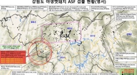 강원도 화천지역, ASF감염 멧돼지 300두 넘어...방역당국 긴장