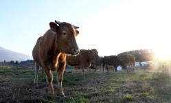 [네모이야기] 행복하소(牛), 건강하소(牛), 대박나소(牛)