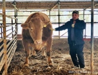 제주서 키운 지 38개월 만에 1.26톤 슈퍼한우 나왔다