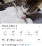 콘텐츠 조작·동물학대 의혹 유튜버 갑수목장 활동 재개
