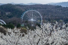 튤립·매화와 함께 하는 45주년 에버랜드