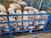 파주시 ASF 양돈농가 희망 쏜다…재입식 ‘본격화’