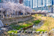 집 근처에서 가볍게 산책하기 좋은 벚꽃길