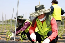 NH투자증권, 민통선 접경 농가서 일손돕기