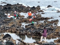 제주도, 78개 어장에 홍해삼·전복·오분자기 종자 방류