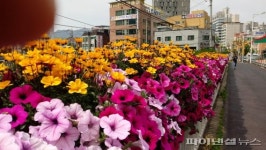 안양도심은 지금 꽃천지 힐링명소…심신피로↓