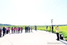 파주 문산노을길 유채꽃 만개…“노란물결 일품”