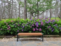 온통 보랏빛이에요 울산 대왕암공원 수국 만개