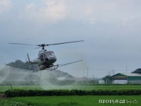 김포시 ‘친환경 벼’ 항공방제 완료…품질고급화↑