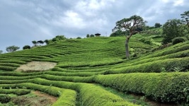 [펀펀한 광고이야기]車 광고 메카로 떠오른 하동군