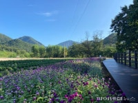 연천 재인폭포 가을향기 ‘물씬’…국화 200만식재