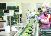 CJ프레시웨이 계약재배 농산물, 마트서도 판매