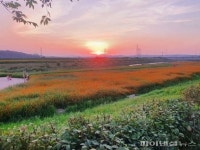 파주 문산노을길 황화코스모스 ‘만발’