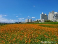 파주 문산노을길 황화코스모스 ‘만발’