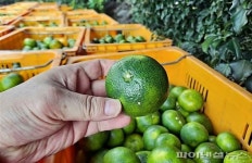 덜 익은 극조생감귤 출하하려다 덜미…2.1톤 폐기