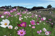 코스모스 한들한들 피어있는 길