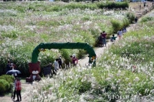 억새 가득한 하늘공원