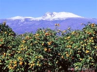 제주도, 저품질 감귤 유통 원천 봉쇄…1만5000톤 수매