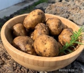 맛있는데 못생긴 척…제주대, 파치감자 판로확대 팔 걷었다