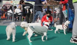 노원구 반려동물 문화축제