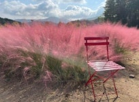 [단독][fn마켓워치] 핑크뮬리 명소 포천 평강랜드 매각 개시