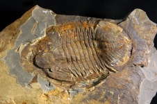 [여기 과학 어때] 우리가 찾아낸 공룡과 25억년 묵은 암석… 지질박물관