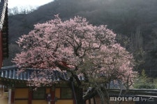 ‘국내 4대 매화’ 장성 백양사 고불매(古佛梅) 첫 꽃망울