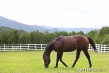 마사회 경주마 재활지원 도입…말복지 강화