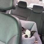 반려동물 사료 회사 직원들 삶..같이 출근해서 걱정 안돼