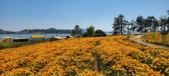 수선화의 섬 신안 선도에 이번엔 금영화가 활짝