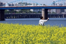 ‘유채꽃 만개’ 노랗게 물든 서래섬